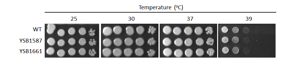 Growth phenotype for CNAG_07593T0