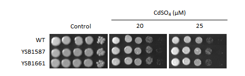 Heavy metal stress phenotype for CNAG_07593T0