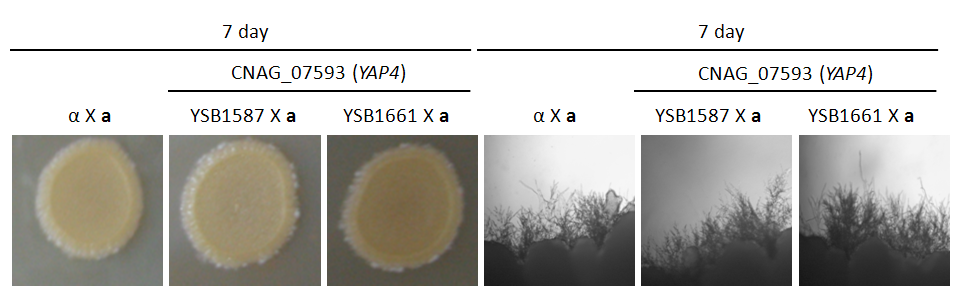 Mating phenotype for CNAG_07593T0
