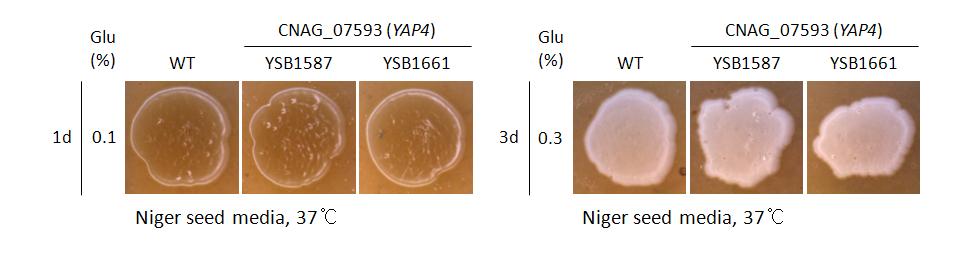 Melanin phenotype for CNAG_07593T0