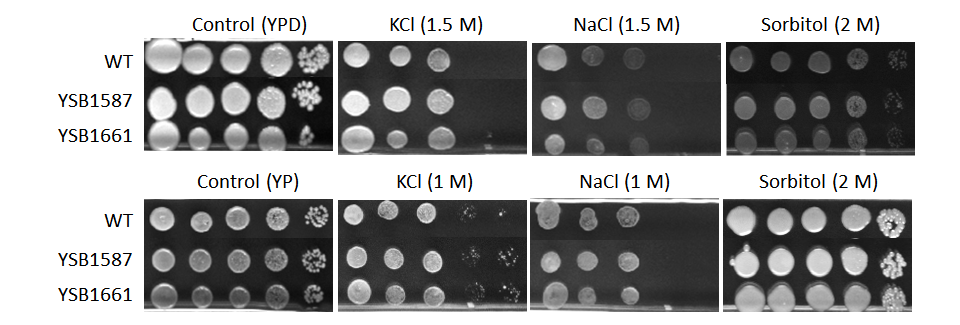 Osmotic stress phenotype for CNAG_07593T0