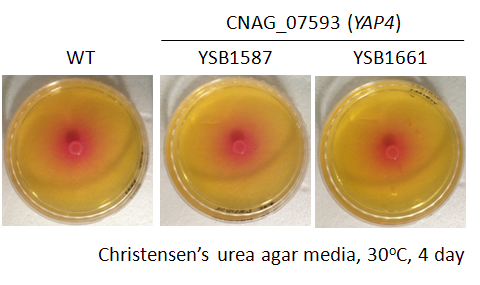 Urease phenotype for CNAG_07593T0