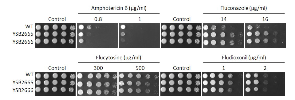 Antifungal drug susceptibility for CNAG_07724T0