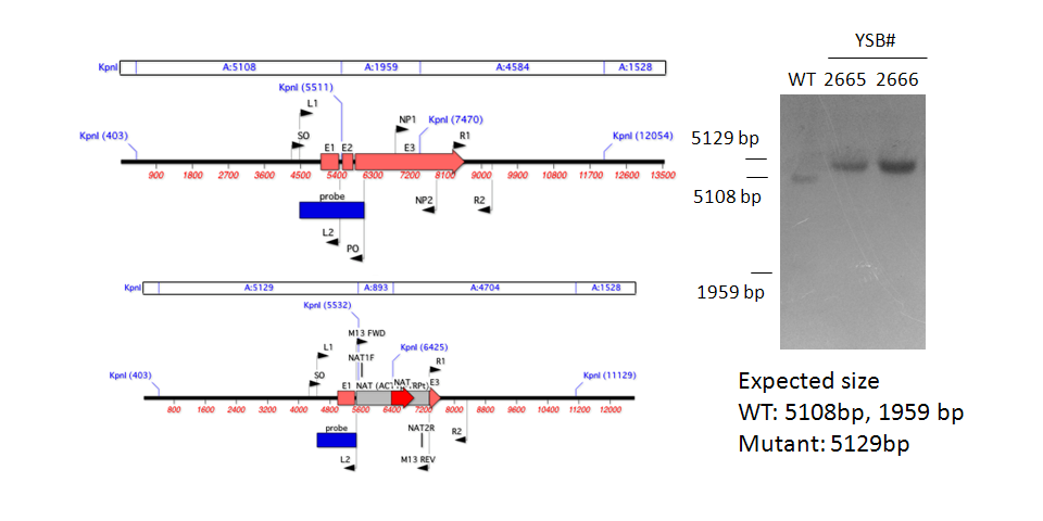 Gene disruption strategy for CNAG_07724T0