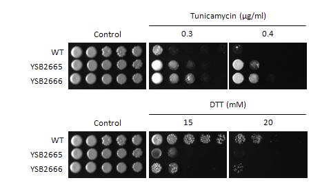 ER stress phenotype for CNAG_07724T0