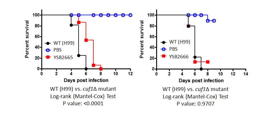 Galleria mellonella virulence data for CNAG_07724T0
