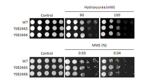 Genotoxic stress phenotype for CNAG_07724T0