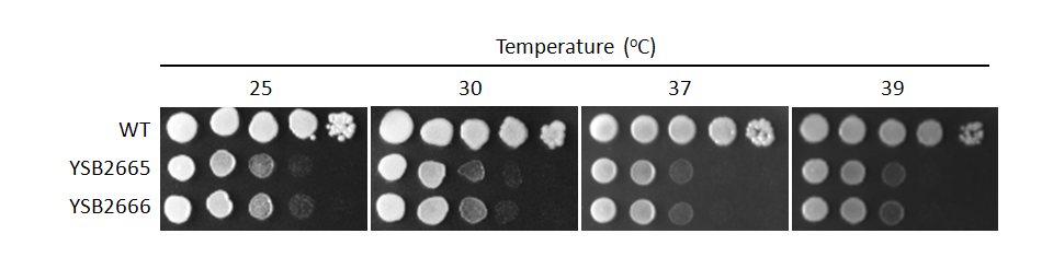 Growth phenotype for CNAG_07724T0