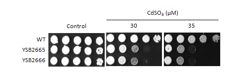 Heavy metal stress phenotype for CNAG_07724T0