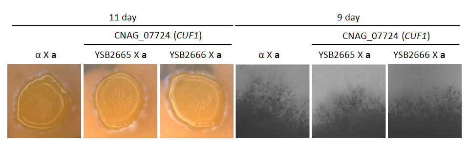 Mating phenotype for CNAG_07724T0