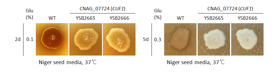 Melanin phenotype for CNAG_07724T0