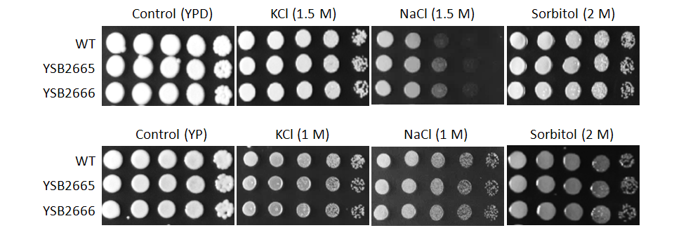 Osmotic stress phenotype for CNAG_07724T0