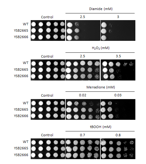 Oxidative stress phenotype for CNAG_07724T0