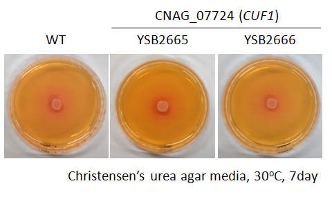 Urease phenotype for CNAG_07724T0