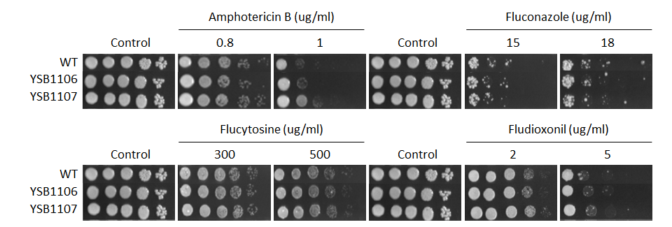 Antifungal drug susceptibility for CNAG_07797T1