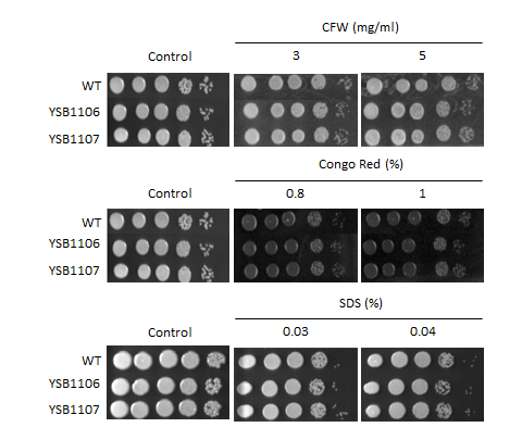 Cell wall stress phenotype for CNAG_07797T1