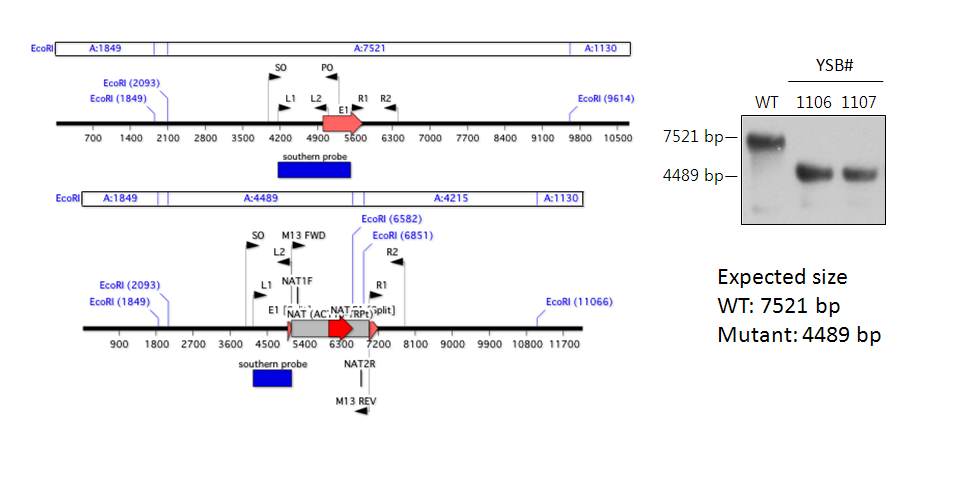 Gene disruption strategy for CNAG_07797T1
