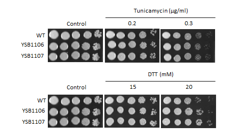 ER stress phenotype for CNAG_07797T1