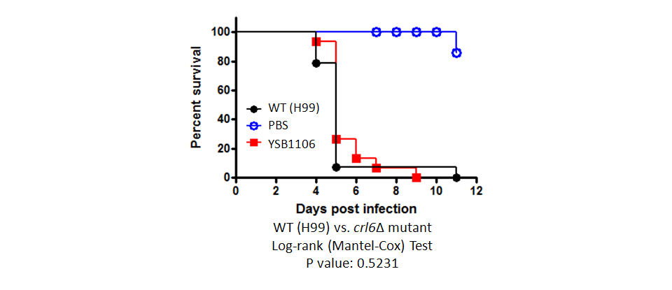 Galleria mellonella virulence data for CNAG_07797T1