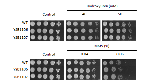 Genotoxic stress phenotype for CNAG_07797T1