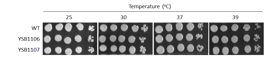 Growth phenotype for CNAG_07797T1