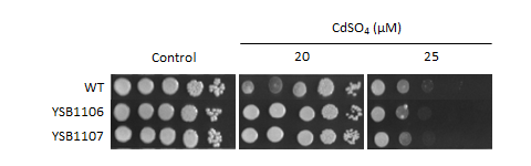 Heavy metal stress phenotype for CNAG_07797T1