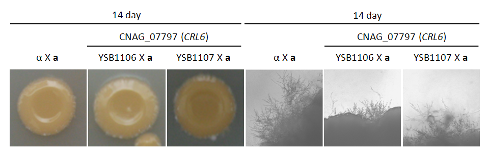 Mating phenotype for CNAG_07797T1
