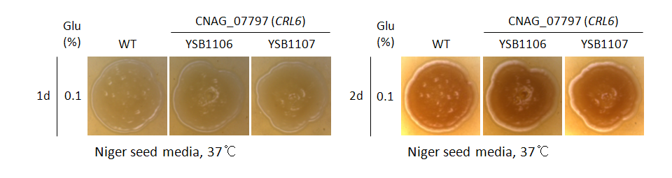 Melanin phenotype for CNAG_07797T1