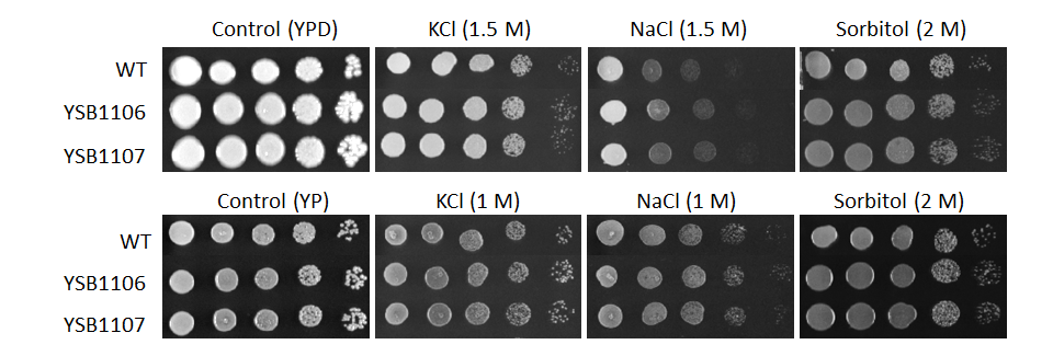 Osmotic stress phenotype for CNAG_07797T1