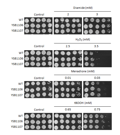 Oxidative stress phenotype for CNAG_07797T1