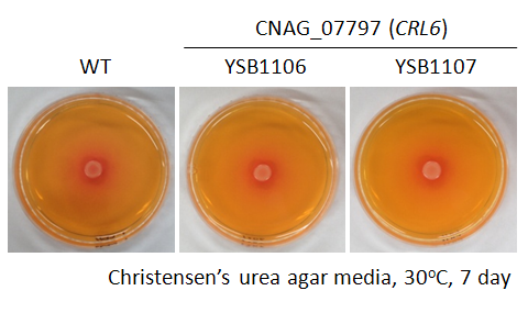 Urease phenotype for CNAG_07797T1
