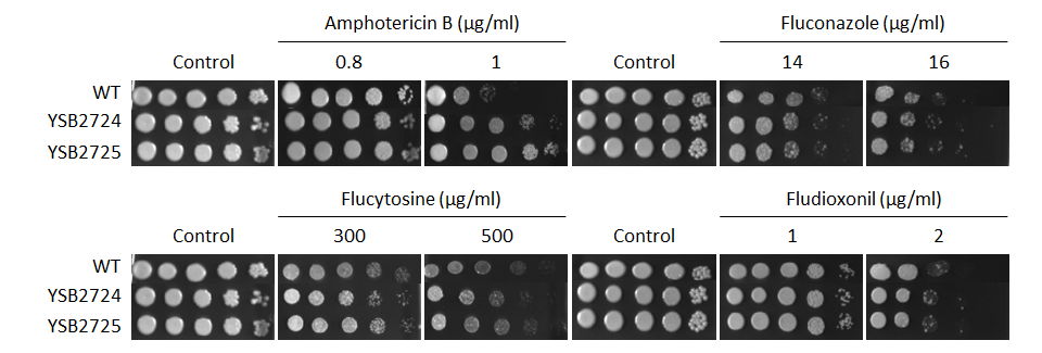 Antifungal drug susceptibility for CNAG_07922T0