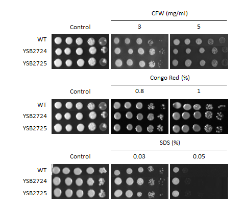 Cell wall stress phenotype for CNAG_07922T0