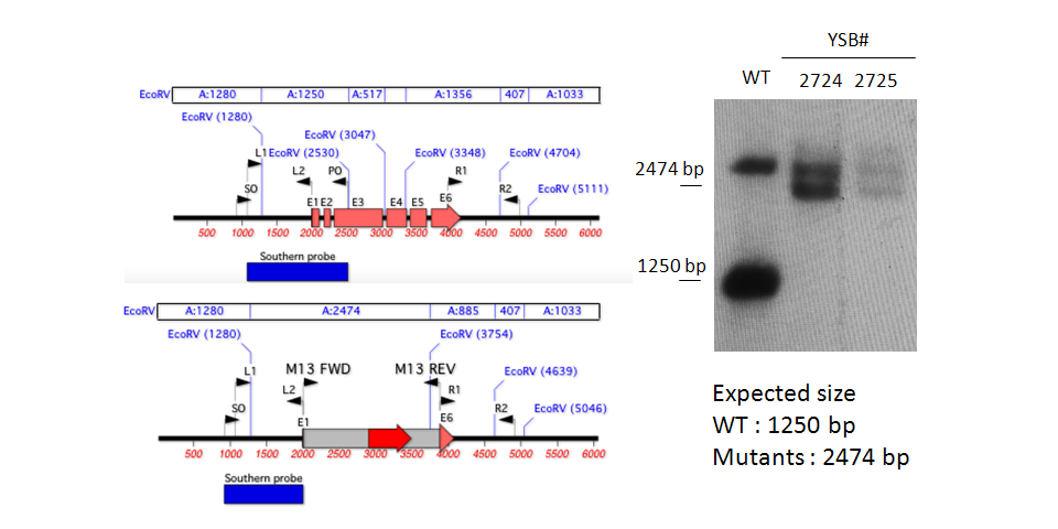 Gene disruption strategy for CNAG_07922T0