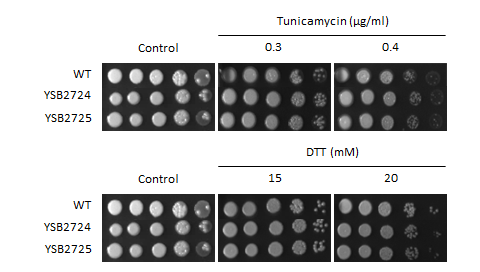 ER stress phenotype for CNAG_07922T0