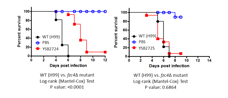 Galleria mellonella virulence data for CNAG_07922T0