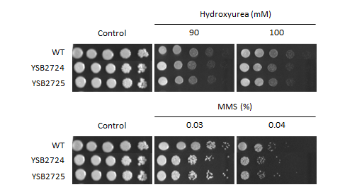 Genotoxic stress phenotype for CNAG_07922T0