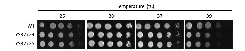Growth phenotype for CNAG_07922T0
