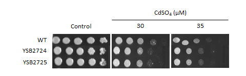Heavy metal stress phenotype for CNAG_07922T0
