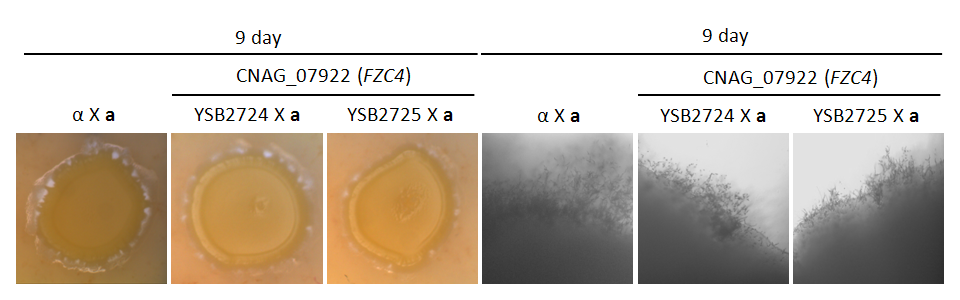 Mating phenotype for CNAG_07922T0
