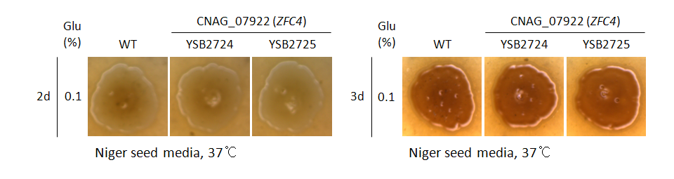 Melanin phenotype for CNAG_07922T0