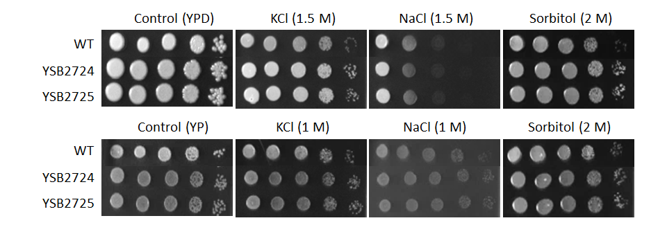 Osmotic stress phenotype for CNAG_07922T0