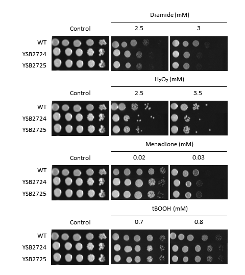 Oxidative stress phenotype for CNAG_07922T0