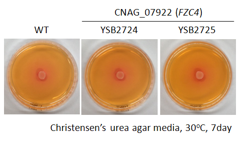 Urease phenotype for CNAG_07922T0