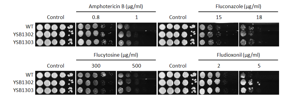 Antifungal drug susceptibility for CNAG_07924T0