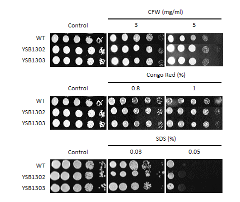 Cell wall stress phenotype for CNAG_07924T0