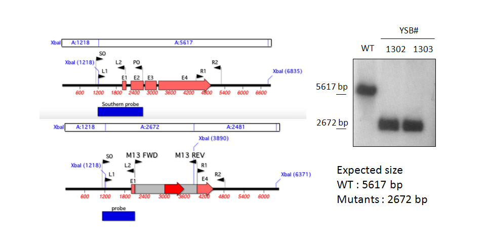 Gene disruption strategy for CNAG_07924T0