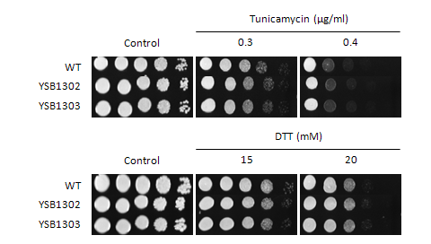 ER stress phenotype for CNAG_07924T0