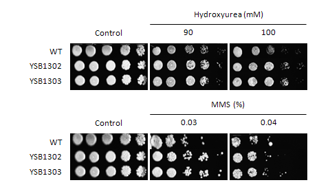 Genotoxic stress phenotype for CNAG_07924T0