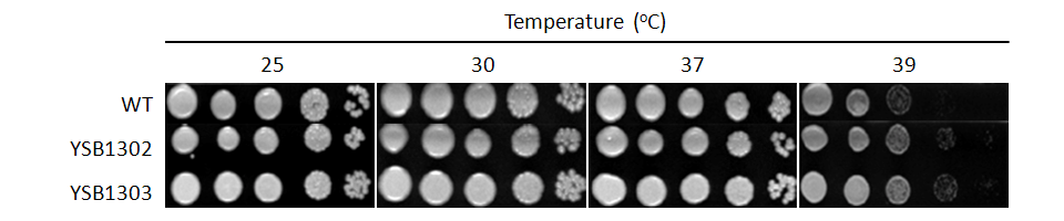 Growth phenotype for CNAG_07924T0